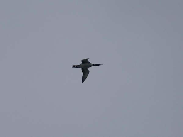 Jääkuikka, Yellow-billed Loon, Gavia adamsii